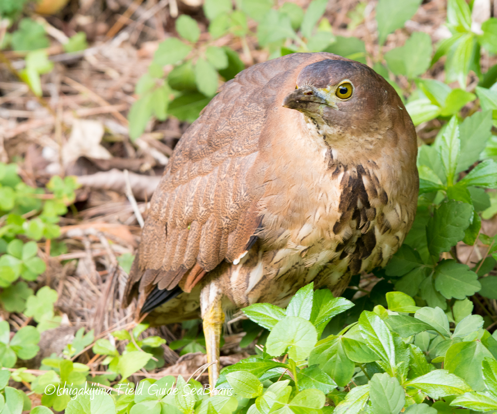 Photo of Japanese Night Heron at Ishigaki Island by 石垣島バードウオッチングガイドSeaBeans