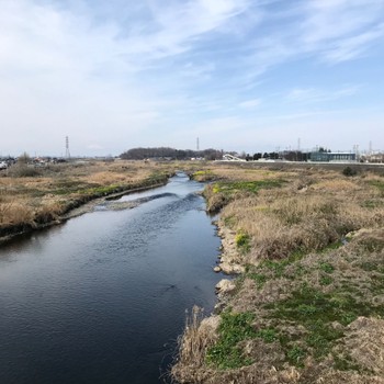 イソシギ 境御嶽山自然の森公園(伊勢崎市)  2024年3月24日(日)