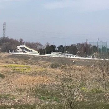 Eastern Buzzard 境御嶽山自然の森公園(伊勢崎市)  Sun, 3/24/2024