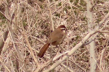 White-browed Laughingthrush 境御嶽山自然の森公園(伊勢崎市)  Sun, 3/24/2024