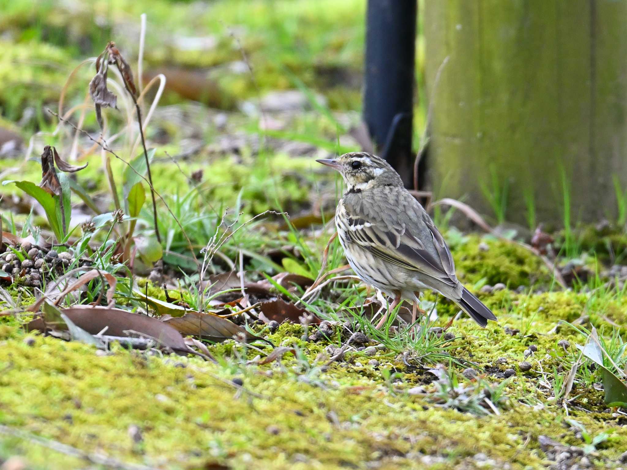 Olive-backed Pipit