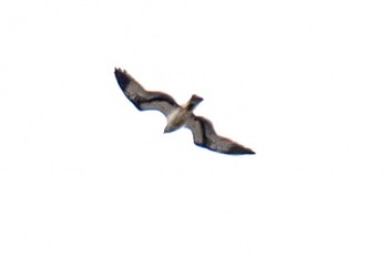 Osprey 滋賀県米原市 Thu, 4/4/2024