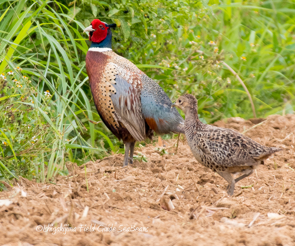 Photo of Common Pheasant at Ishigaki Island by 石垣島バードウオッチングガイドSeaBeans