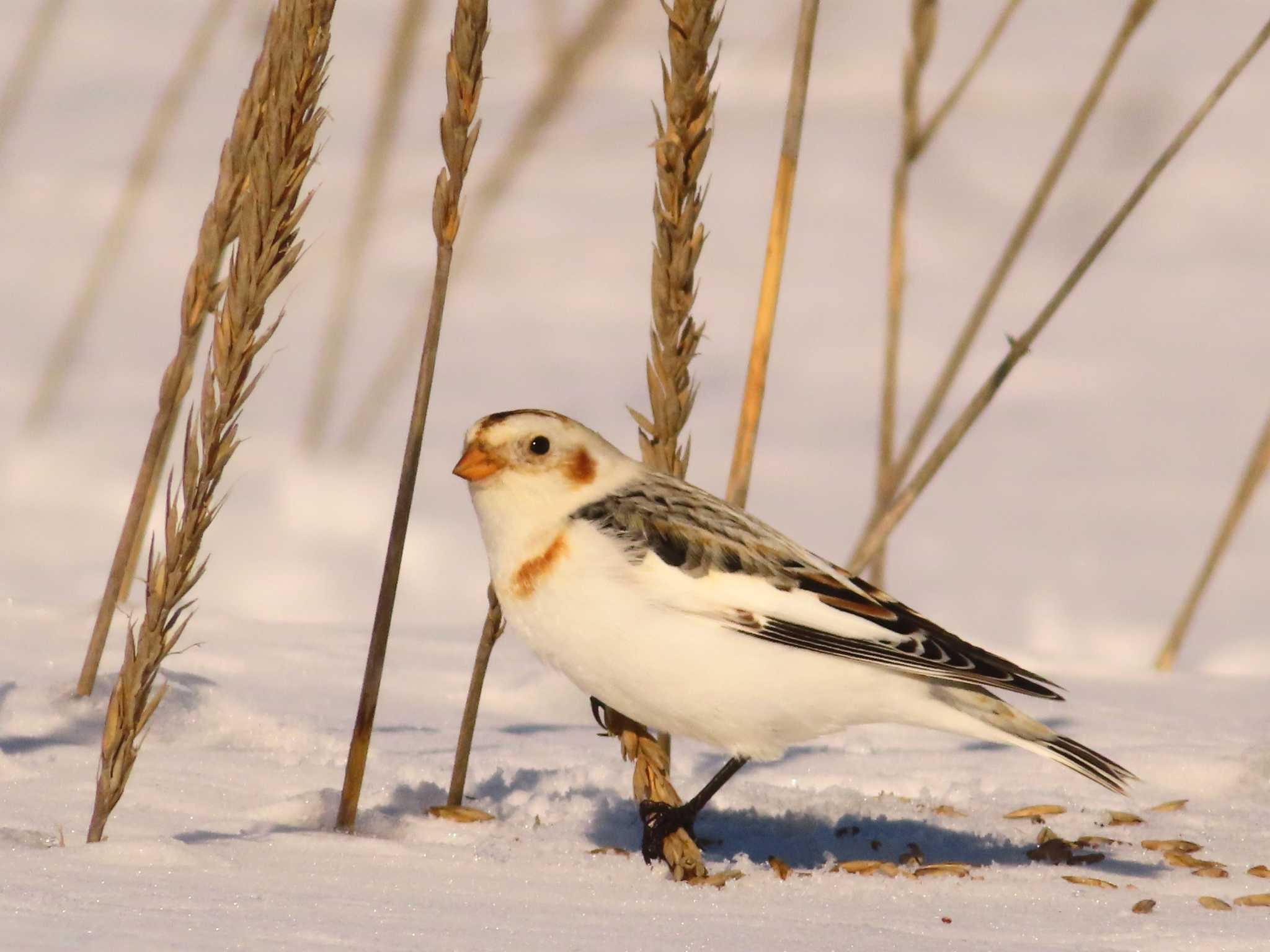 Snow Bunting