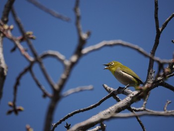 メジロ 葛西臨海公園 2024年3月30日(土)