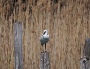 2024年3月30日(土) 葛西臨海公園の野鳥観察記録