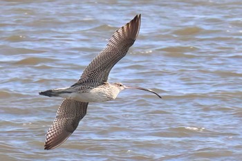 ホウロクシギ 葛西臨海公園 2024年3月31日(日)