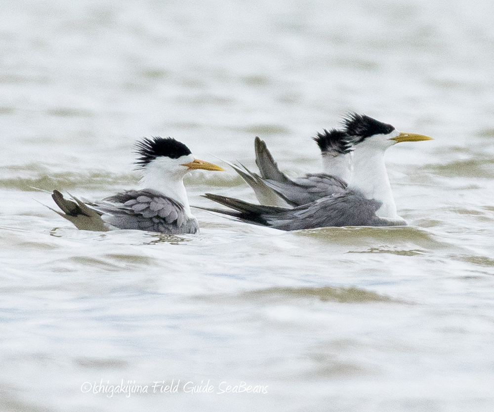 Greater Crested Tern