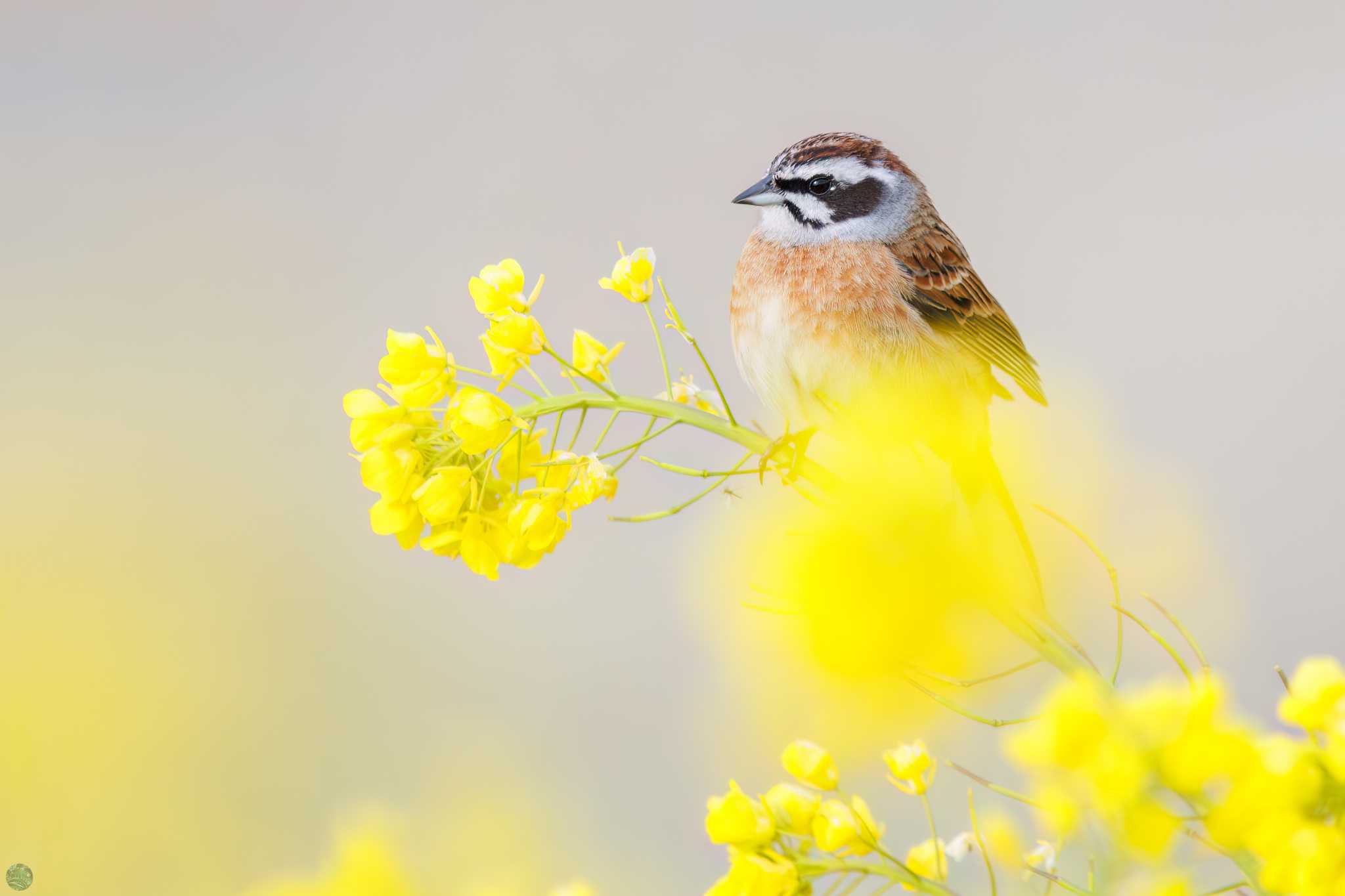 Meadow Bunting