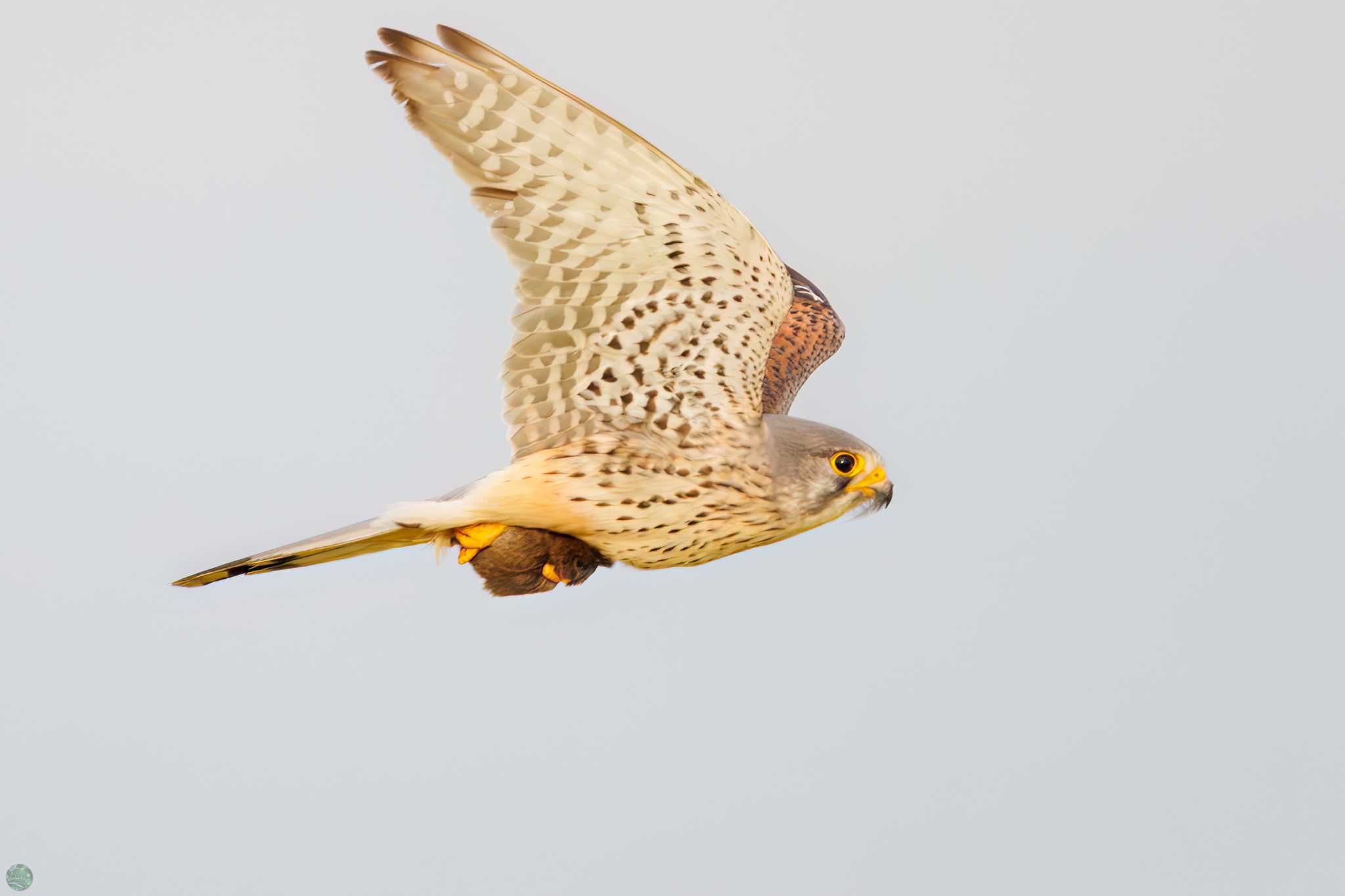 Common Kestrel