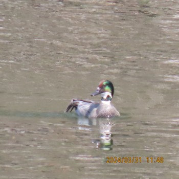 Falcated Duck Imperial Palace Sun, 4/7/2024