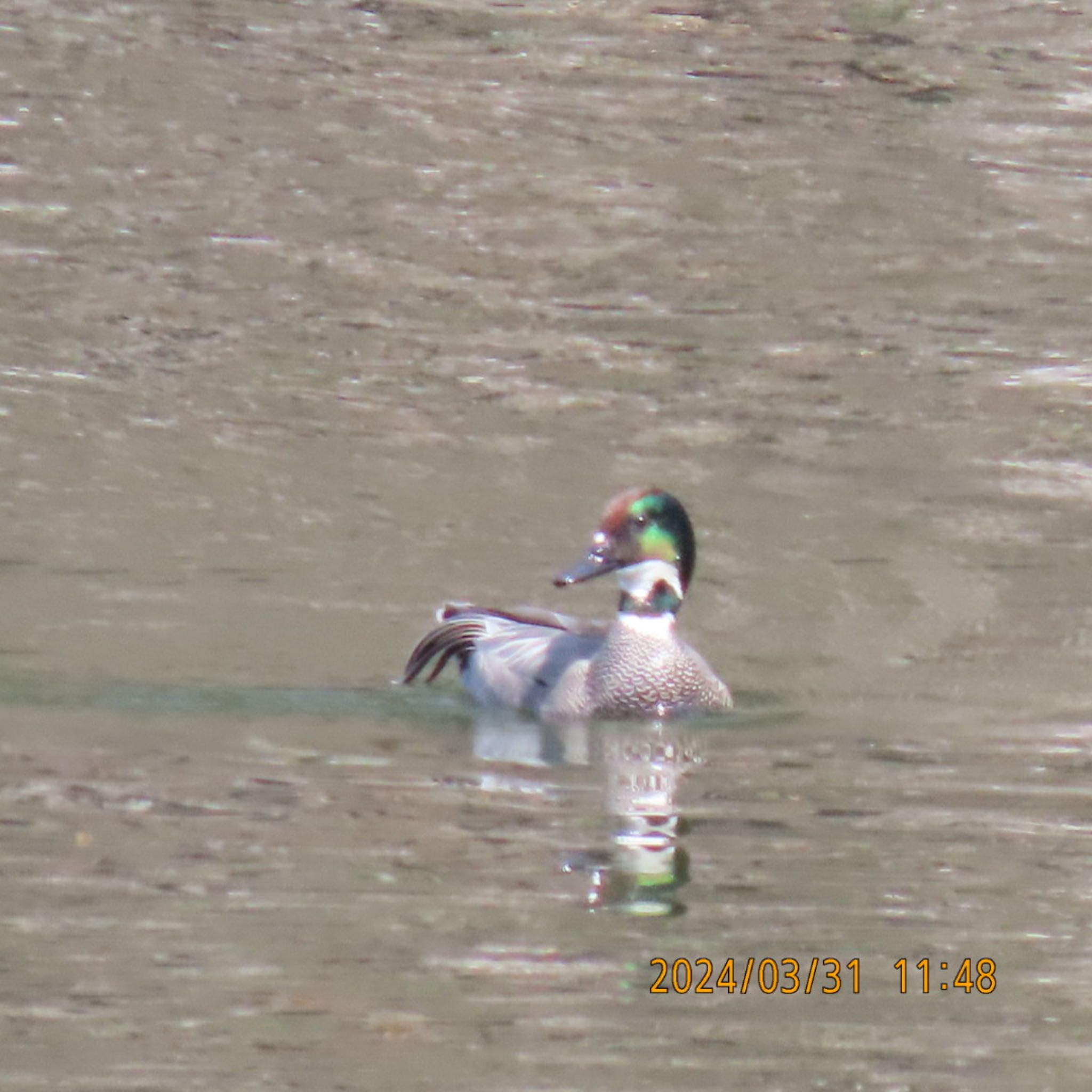 Falcated Duck