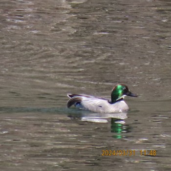 Falcated Duck Imperial Palace Sun, 4/7/2024