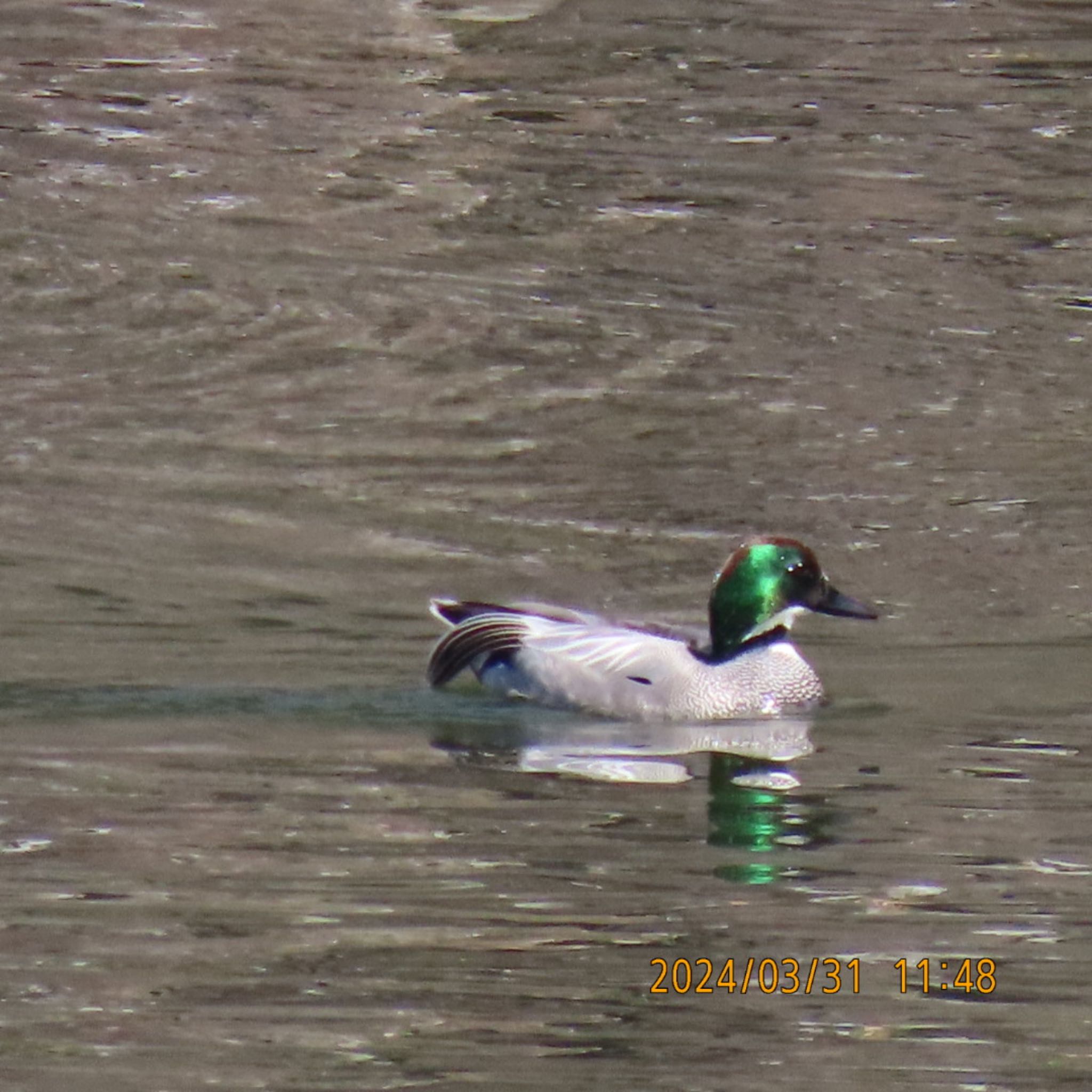 Photo of Falcated Duck at Imperial Palace by 焼き芋