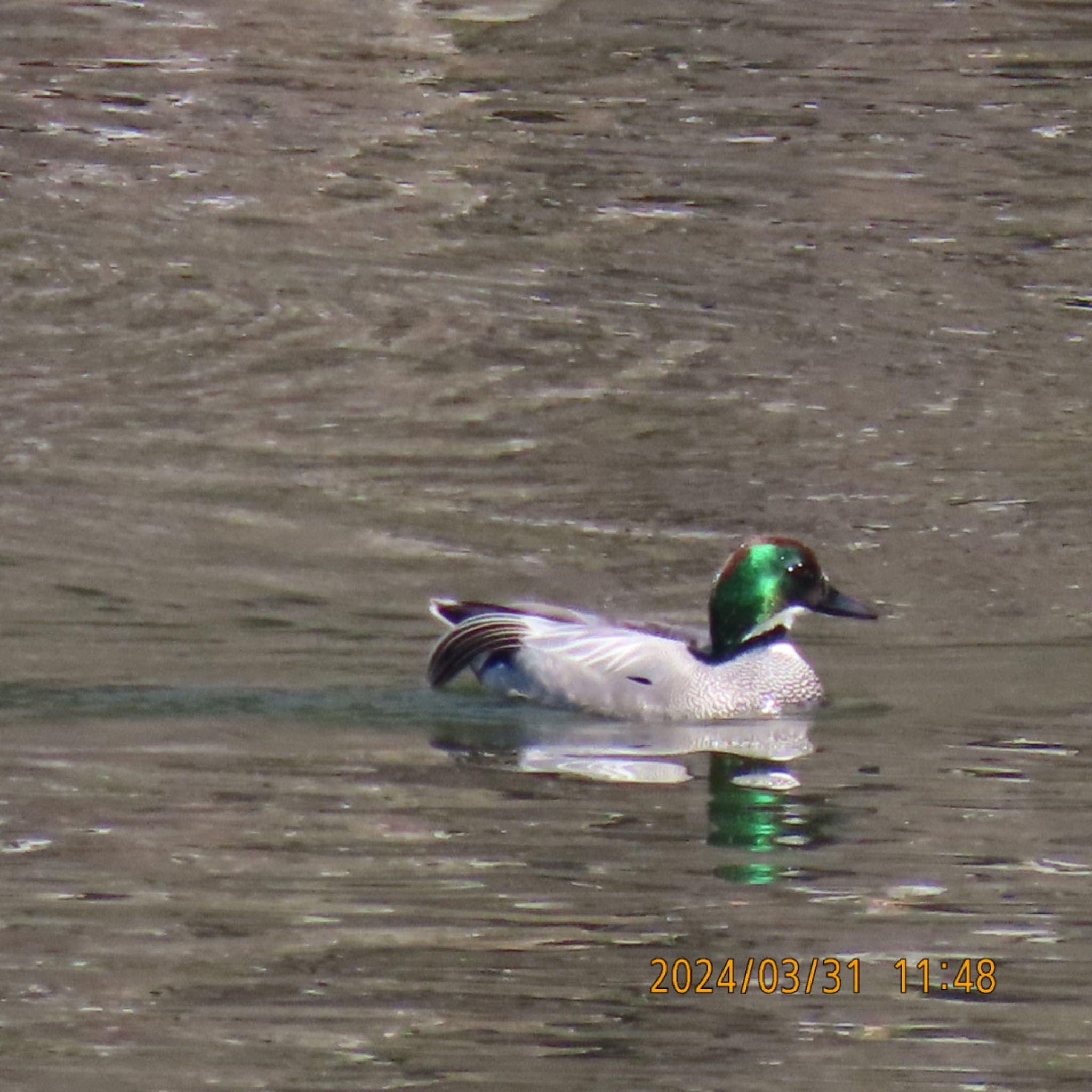 Falcated Duck