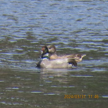 Falcated Duck Imperial Palace Sun, 4/7/2024