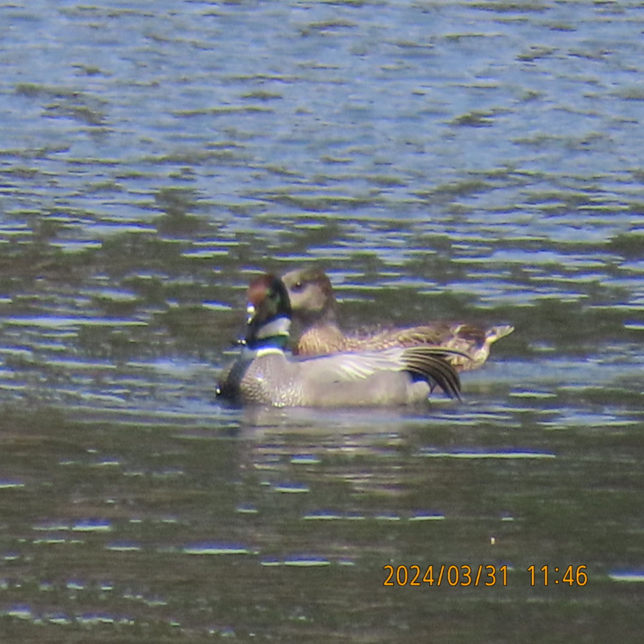 Falcated Duck