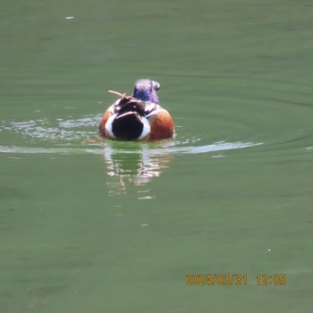 Northern Shoveler Imperial Palace Sun, 4/7/2024