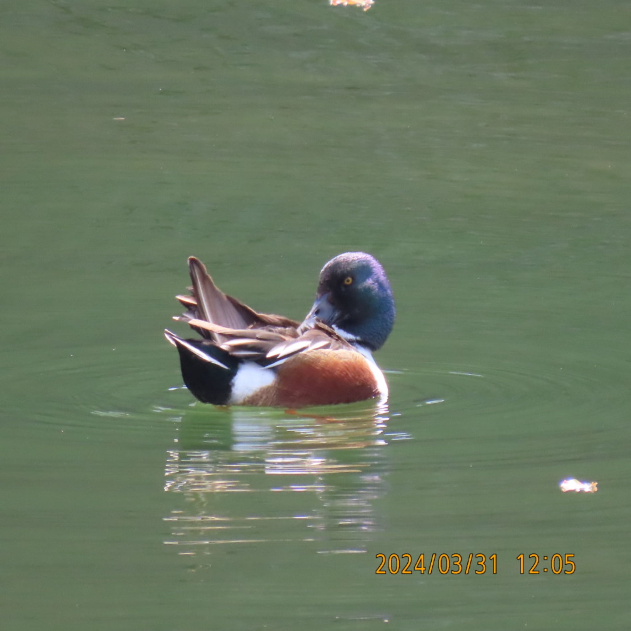 Northern Shoveler