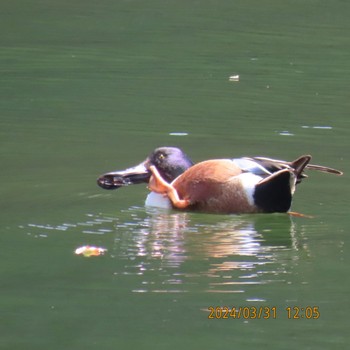 Northern Shoveler Imperial Palace Sun, 4/7/2024