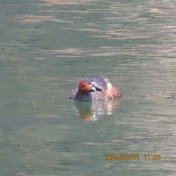 Little Grebe Imperial Palace Sun, 4/7/2024