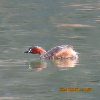 Little Grebe Imperial Palace Sun, 4/7/2024