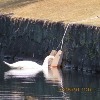 Mute Swan Imperial Palace Sun, 4/7/2024