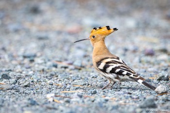 Eurasian Hoopoe 神奈川県 Mon, 4/1/2024