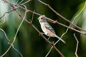 Siberian Long-tailed Rosefinch 名古屋平和公園 Thu, 4/4/2024