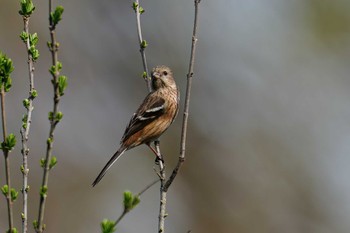 Siberian Long-tailed Rosefinch 名古屋平和公園 Thu, 4/4/2024