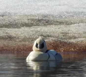 Smew 東屯田川遊水地 Tue, 4/2/2024