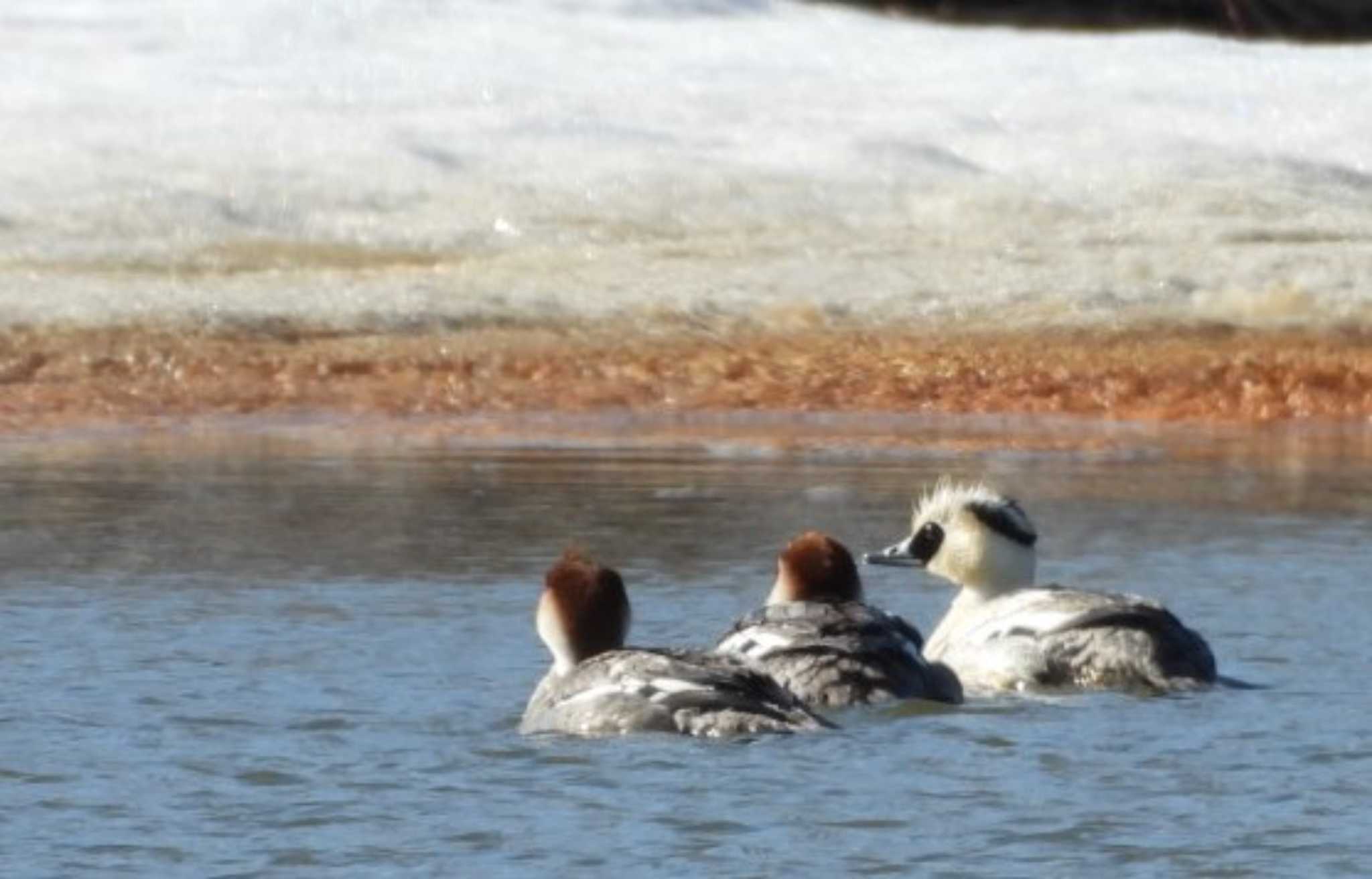 Photo of Smew at 東屯田川遊水地 by TAMACO