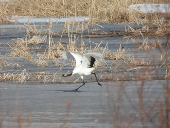 タンチョウ 舞鶴遊水地 2024年3月27日(水)