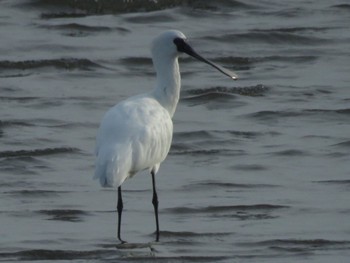 クロツラヘラサギ 葛西臨海公園 葛西海浜公園 2024年4月2日(火)