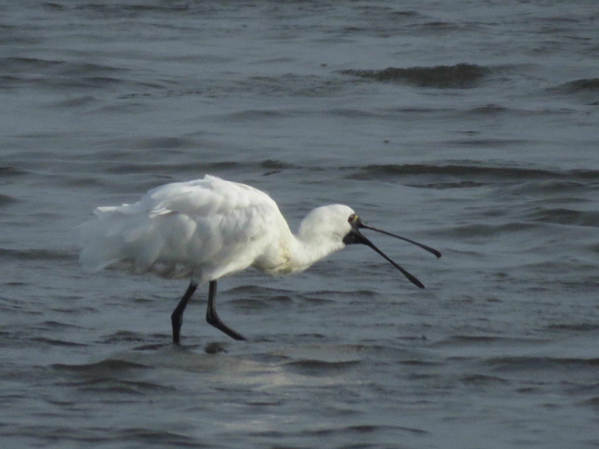 Photo of Black-faced Spoonbill at 葛西臨海公園 葛西海浜公園 by me.tdkr♪