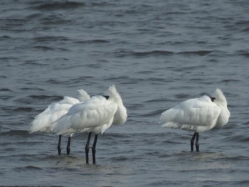 クロツラヘラサギ 葛西臨海公園 葛西海浜公園 2024年4月2日(火)