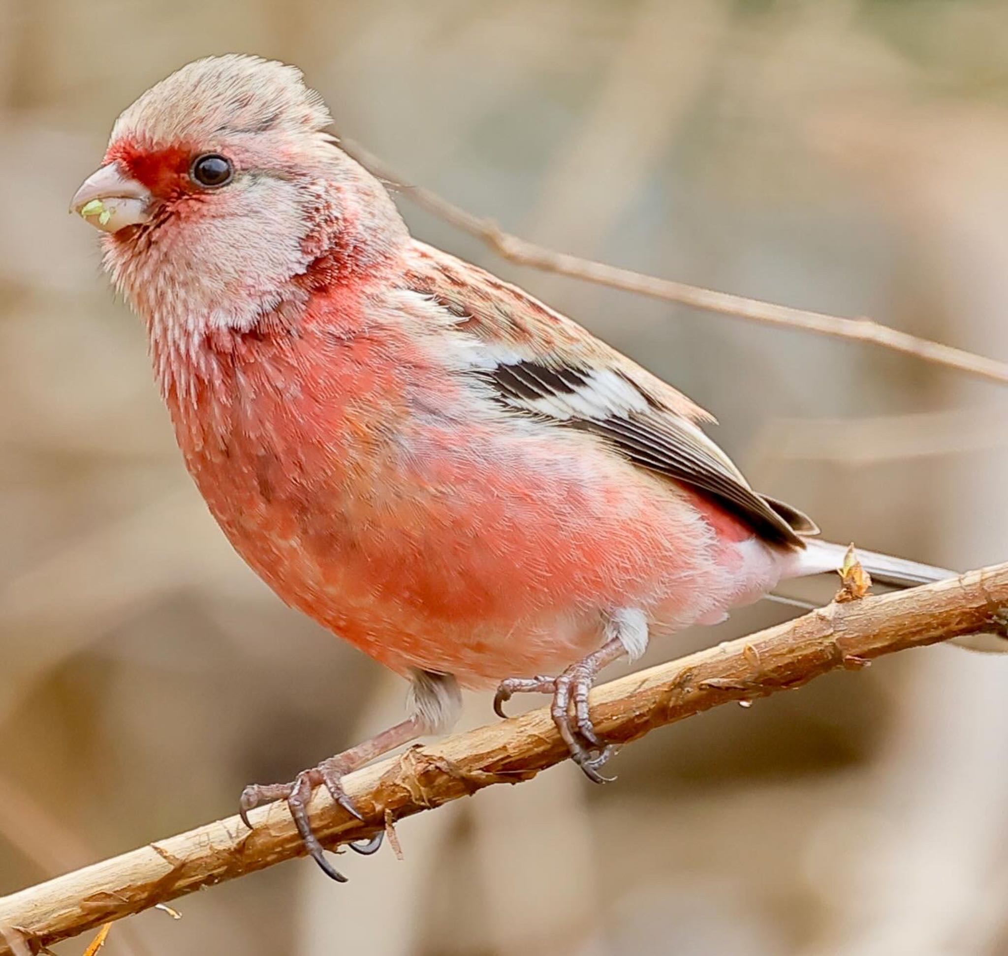 Photo of Siberian Long-tailed Rosefinch at 福井県自然保護センター by トシさん