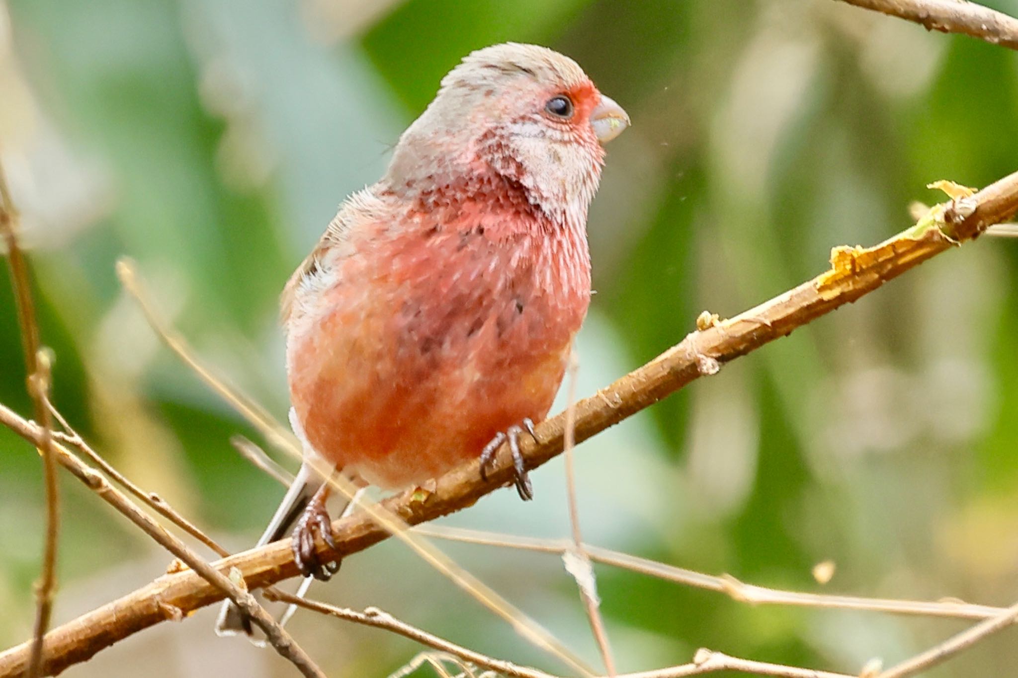 Photo of Siberian Long-tailed Rosefinch at 福井県自然保護センター by トシさん