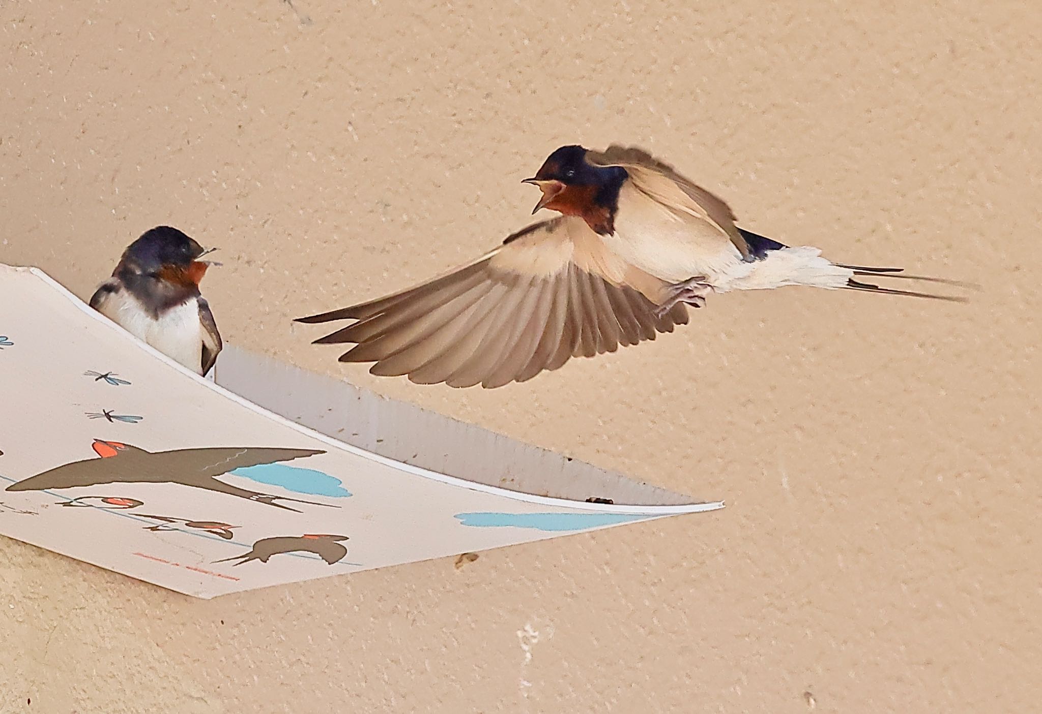 Photo of Barn Swallow at 賤ヶ岳サービスエリア by トシさん