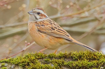 Meadow Bunting 福井県自然保護センター Sun, 3/31/2024