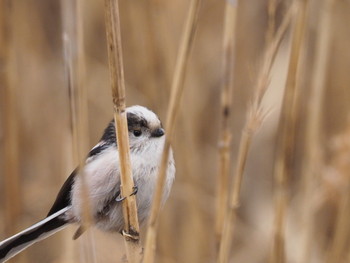 Long-tailed Tit Unknown Spots Wed, 2/22/2017