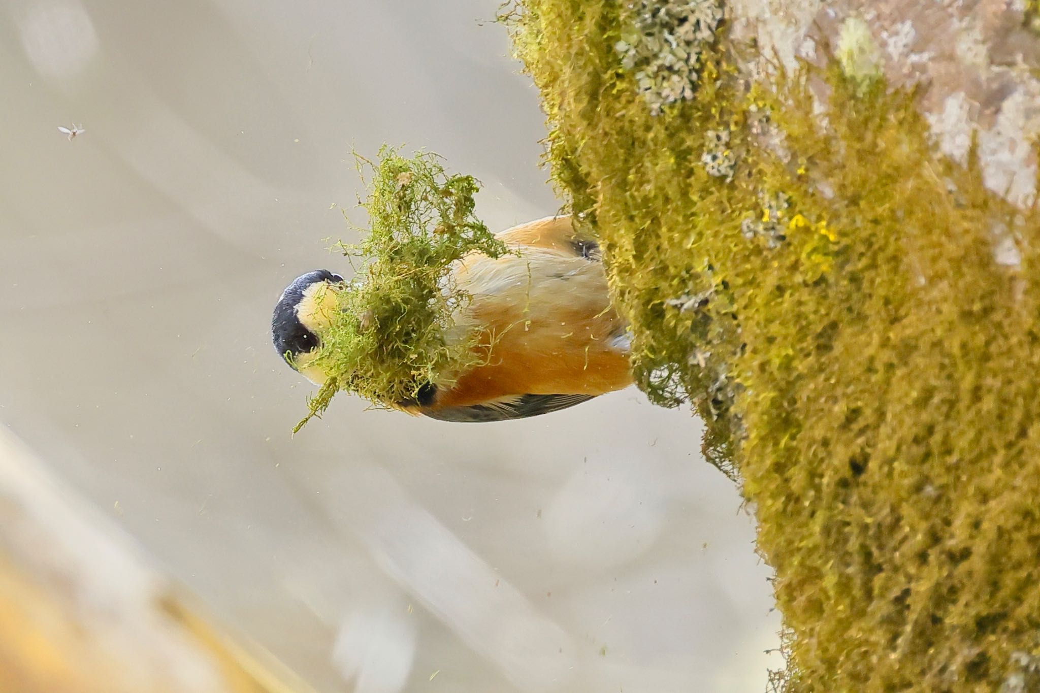 Photo of Varied Tit at 福井県自然保護センター by トシさん