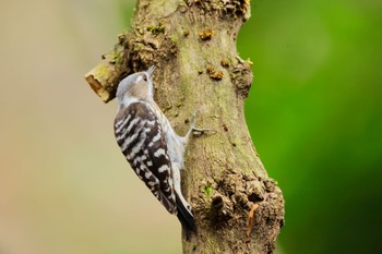 Japanese Pygmy Woodpecker 福井県自然保護センター Sun, 3/31/2024