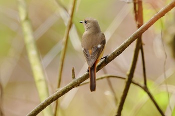 Daurian Redstart 西山公園 Mon, 4/1/2024