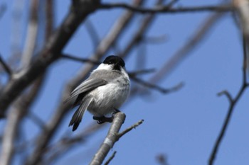 Marsh Tit 札幌モエレ沼公園 Thu, 4/4/2024