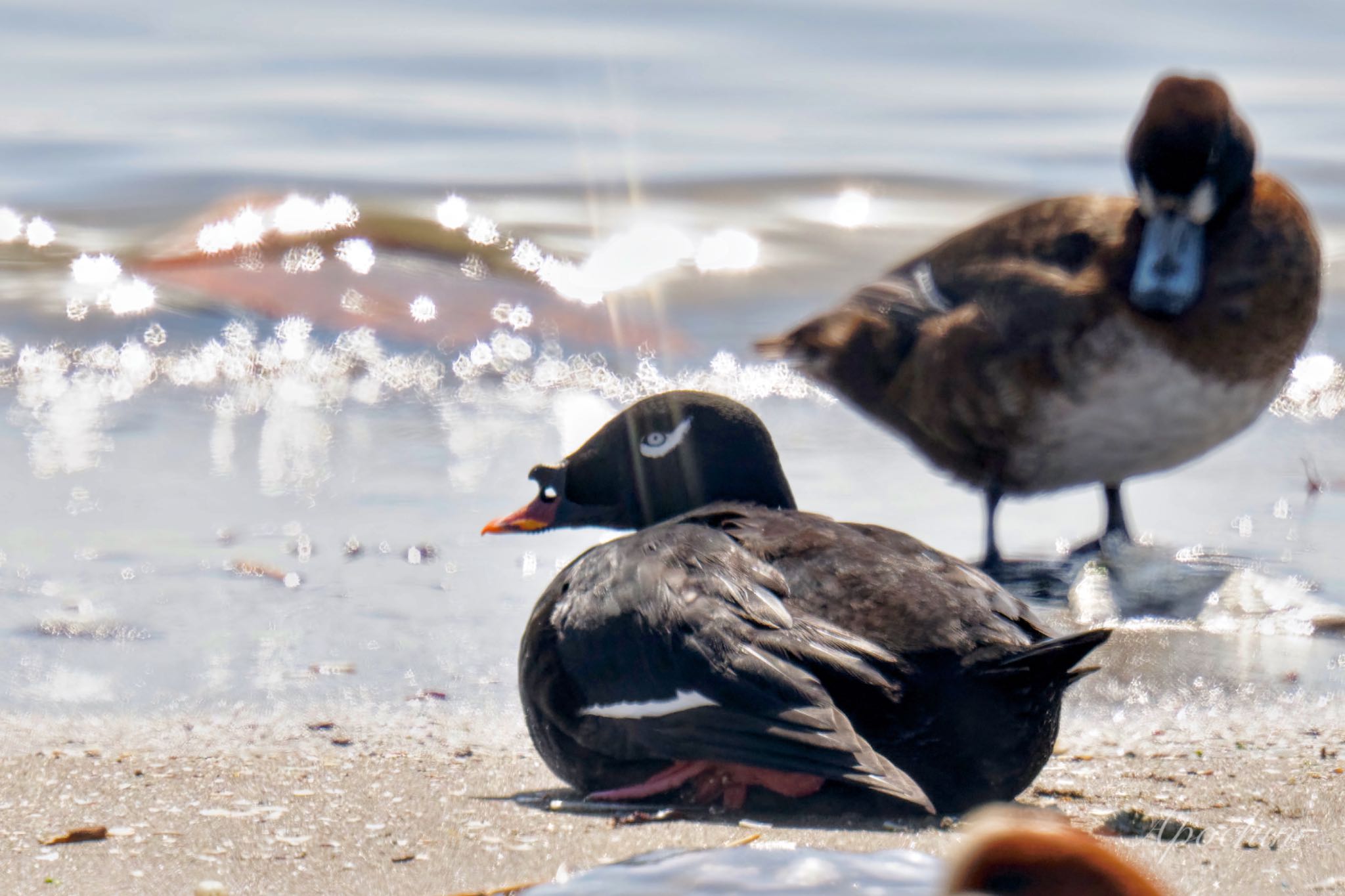 White-winged Scoter