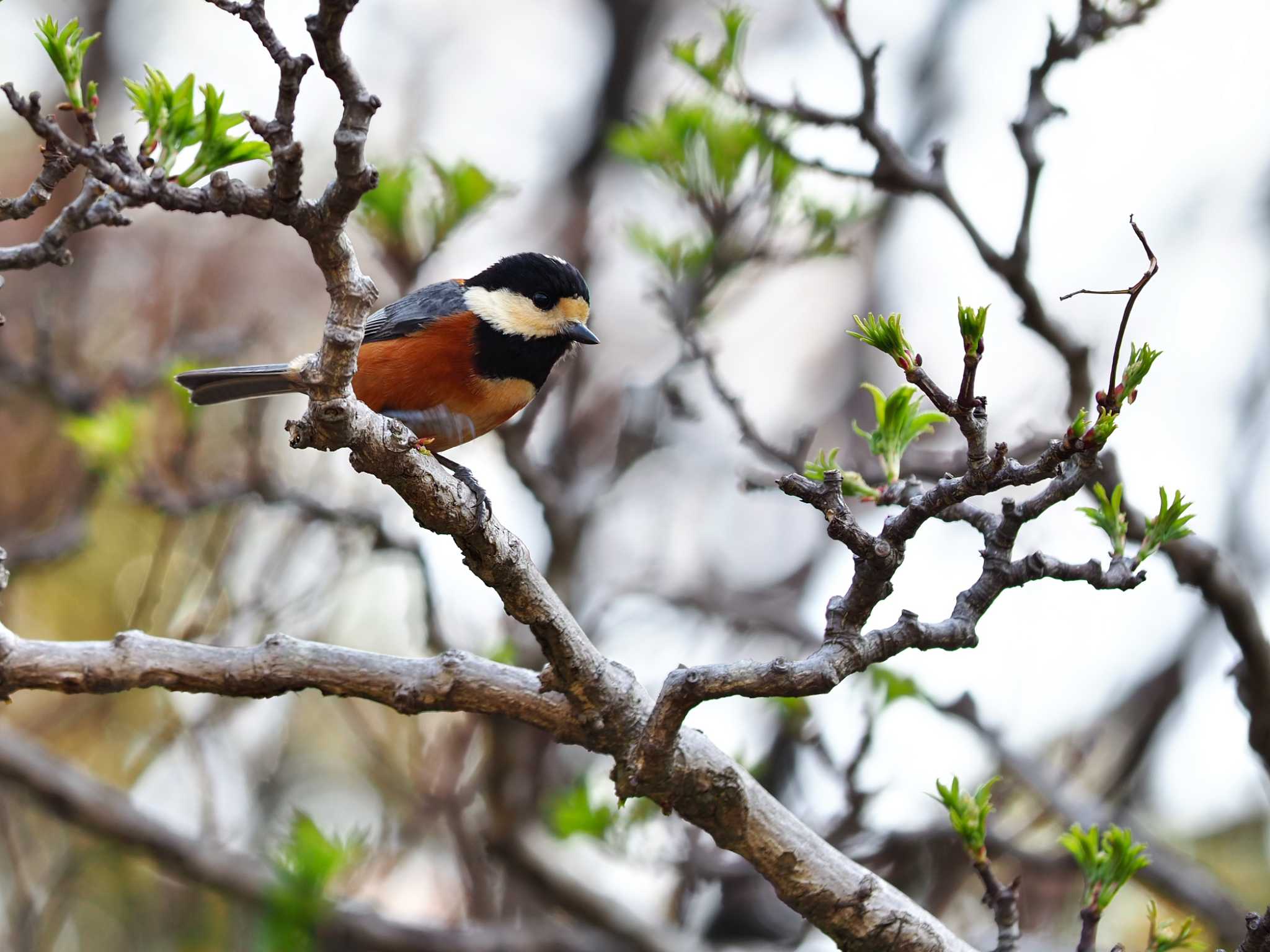 Photo of Varied Tit at  by y-kuni