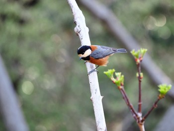 Varied Tit Yoyogi Park Tue, 4/2/2024