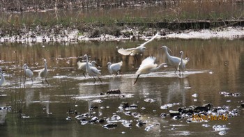 コサギ 葛西臨海公園 2024年4月2日(火)