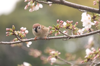 スズメ 千鳥ヶ淵公園 2024年4月4日(木)